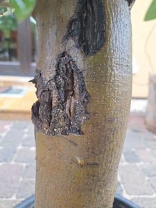 Olivenbaum Olive "20 Jahre" beste Qualität, Stammumfang 20 - 30 cm, winterhart, Olea Europaea Kunden-Foto 19