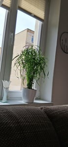 Zyperngras Cyperus alternifolius  60 cm Wasserpalme Kunden-Foto 1