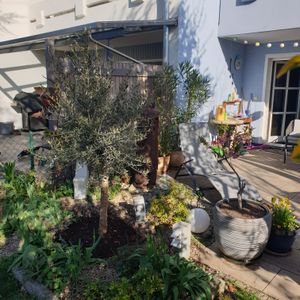 Olivenbaum Olive "Angebot" 150 - 180 cm, beste Qualität, winterhart, Olea Europaea Kunden-Foto 48