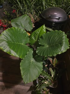 Alocasia gageana "California" - 21cm solitérna rastlina - slonie ucho - šípový list - výška cca 85cm Fotografia od zákazníka č. 1