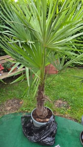 XXL Palme winterhart 180 cm Trachycarpus fortunei, Hanfpalme, Kunden-Foto 9