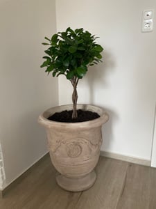 Dehner Lorbeer-Feige Moclame, mit Stämmchen, 50 - 60 cm, Ø Topf 17 cm, Zimmerpflanze Kunden-Foto 1