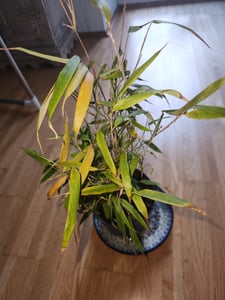 Fargesia robusta 'Campbell' doniczka C10-10 litrów - Wysoki bambus żywopłotowy - Bambus Zebra Zdjęcie produktu od klienta nr 2