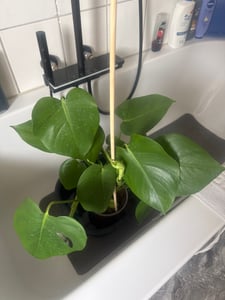Bloomique - Monstera Deliciosa - Roślina serowa - Rośliny doniczkowe - Oczyszczające powietrze - Łatwe w utrzymaniu - Wysokość 50-60 cm - Doniczka 17 cm Zdjęcie produktu od klienta nr 1