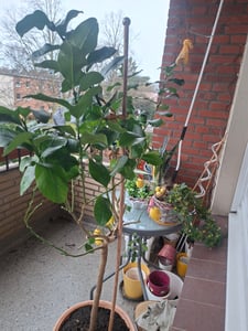 Citrus limon lunario 100-130 cm - Echter Zitronenbaum - Vier-Jahreszeiten-Zitrone Kunden-Foto 4
