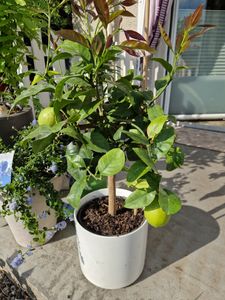 Zitrus Zitronenbaum Zitrone Citrus Limon Limone 140 - 160 cm Zitruspflanze Kunden-Foto 3