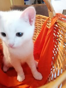 Gut & Günstig Katzenstreu Klumpstreu 10kg Kunden-Foto 1