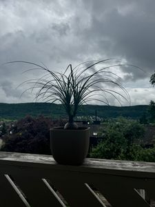 Malá sloní noha – Beaucarnea recurvata – Nolina – pokojová rostlina – květináč 12 cm – kulatý Fotografie od zákazníka č. 3
