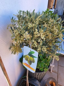 Olivenbaum Stamm Olive 80 - 100 cm hoch, beste Qualität, Olea Europaea Kunden-Foto 1