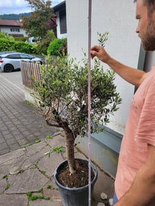 XXL olivovník, věk 25–30 let, odrůda Olea Europaea, vysoký kmen, výška 160–200 cm, tvarovaný keř, obvod kmene cca 20 cm. Středozemní olivovník Fotografie od zákazníka č. 12