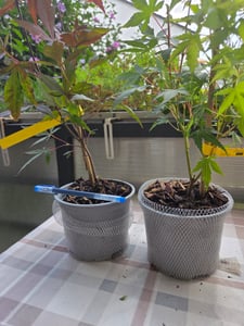 BALDUR Garten 2er Winterhart Hortensien-Sortiment Hydrangea blau und rosa,, Freiland-Hortensie 'Vanille Fraise® und Bauern-Hortensie 'Générale Vicomtesse de Vibraye®', blühend Kunden-Foto 1