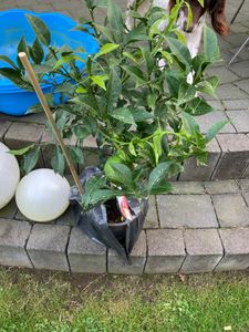 Citrus Yuzu 130 - 150 cm, Zitronenbaum Zitrone, japanische Zitrone, winterhart Kunden-Foto 10
