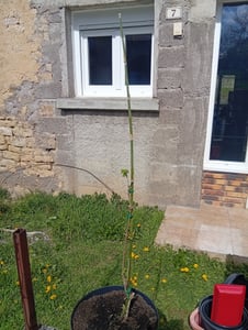 Großfrüchtiger Holunder Korsor - Sambucus nigra 'Korsor' ca. 60 cm Kunden-Foto 1