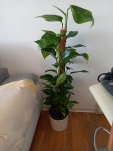 Epipremnum Aureum - Efeutute am Moosstab Topf Ø 24 / Höhe ca. 120 cm Rankpflanze Pflegeleicht Hängepflanze  Zimmerpflanze Kunden-Foto 1