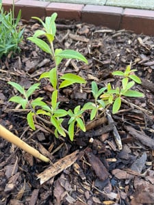 BALDUR Garten 1x Buddleia Straight UP - Butterfly Tower, im 9x9 cm-Topf, Sommerflieder Pflanze, winterhart, blühend, Buddleja Hybride, lange und aufrechte Blütenrispen, benötigt wenig Platz Kunden-Foto 1