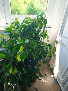 Birkenfeige Ficus Benjamina Exotica, 130–150 cm – Veľká izbová rastlina, ficus čistíaci vzduch, nenáročná zelená rastlina vhodná do kancelárie a domácnosti Fotografia od zákazníka č. 4
