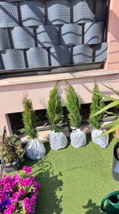 Thuja occidentalis Smaragd 80-100 cm SMARAGD ALBERO DELLA VITA Foto del cliente 8