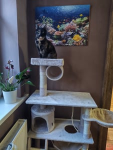 tectake® Kratzbaum Marcel 141 cm inklusive Treppe, Spielkordel und Kippschutz Kunden-Foto 8