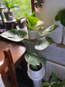 Dehner Fensterblatt Thai Constellation, Monstera deliciosa, Rarität, mit panaschierten Blättern, ca. 15 cm, Ø Topf 12 cm, Zimmerpflanze Kunden-Foto 1