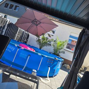 Palme XXL 180 cm Phoenix canariensis, kanarische Dattelpalme, winterhart Kunden-Foto 10