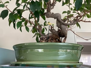 Bonsai Schale Baum Mini Garten Keramik Ton Blumentopf Blumenschale Untersetzer grün Kunden-Foto 2