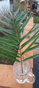 Kanarische Dattelpalme 120-150 cm - Phoenix canariensis - Phönixpalme Kunden-Foto 2