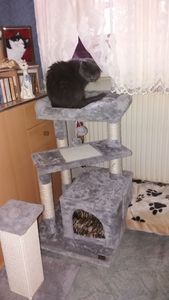 lionto Katzenkratzbaum 75 cm mit Höhle, Liegebett & Sisalfläche, kompakt & stabil, ideal für Spiel, Ruhe & Krallenpflege, dunkelgrau Kunden-Foto 1