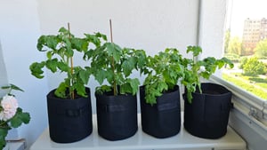 Jumada's – « Sacs de culture pour pommes de terre, carottes et tomates – Sacs de culture – Sacs de plantation – Cultivez vos propres légumes – Pots de plantation/boîtes de culture – Pots de boutures – Serre – Supports pour plantes – Noir Photo du client 1