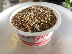 Streufutter | Vogelfutter wildvögel ganzjährig | Vogelfutter Wildvogelfutter 4 Jahreszeiten Premium Mischung | Streufutter für Wildvögel (10KG) Kunden-Foto 6