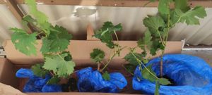 Vitis vinifera Chardonnay - 3er Set - Weinrebe - Topf 9cm - Höhe 25-40cm Kunden-Foto 4