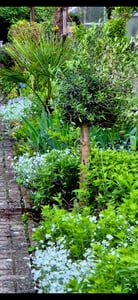 Olivenbaum Olive "20 Jahre" beste Qualität, Stammumfang 20 - 30 cm, winterhart, Olea Europaea Kunden-Foto 26