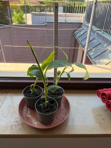 Musa Dajiao 30-60 cm - Banán Daijio - Banán na vaření - Musa 'Da Jiao' banán Fotografie od zákazníka č. 2