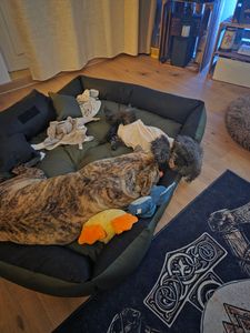 Pelech pre psov KINGDOG 115x95 cm personalizovaný vodotesný zelený Fotografia od zákazníka č. 2