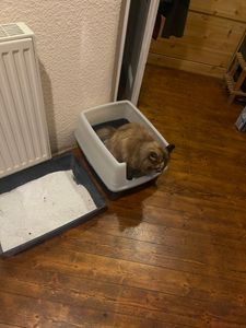 Katze Katzenklo hat Bagger Grau Kunden-Foto 1