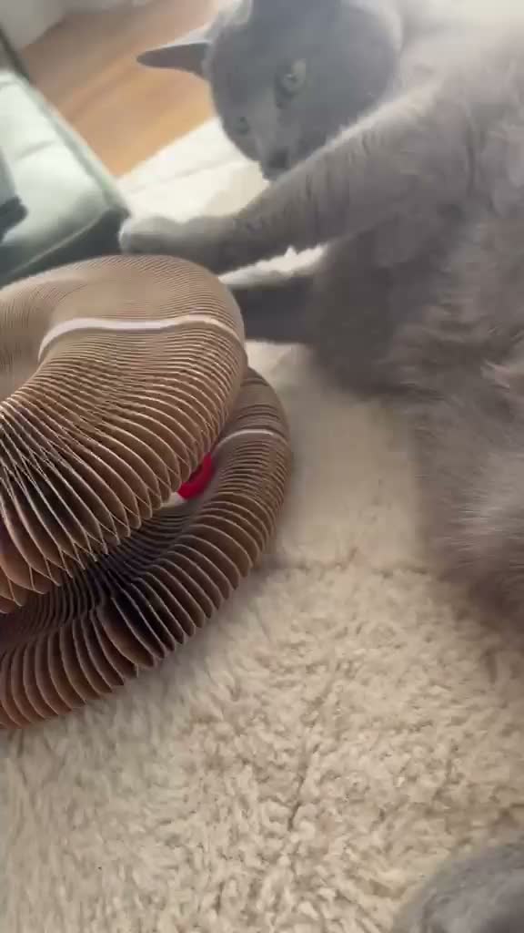 1 Stück Magic Organ Katzen Kratzbrett – Faltbares 3-in-1 Produktbild-Vorschau 7