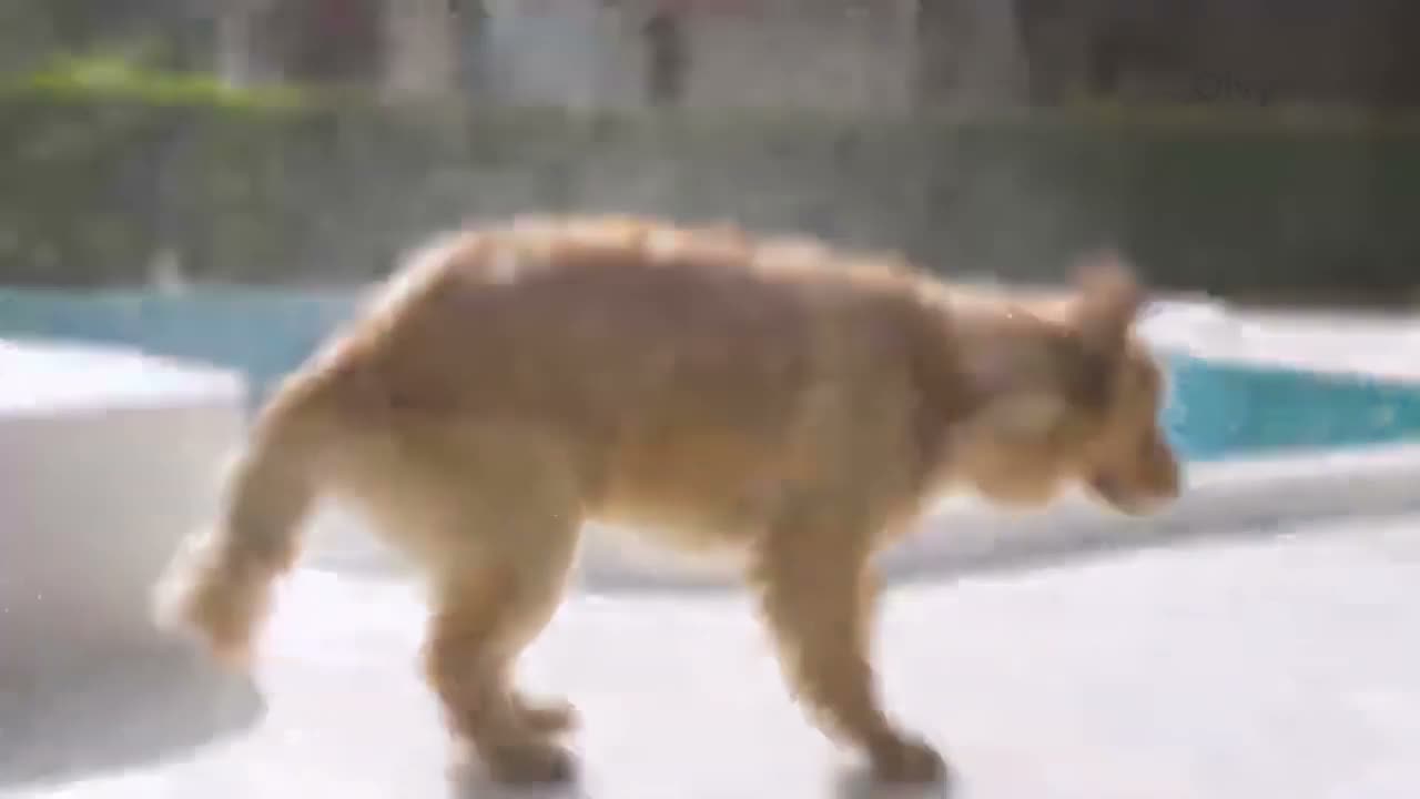 Olvy Pets - Professionele Hondenfohn - Waterblazer voor Productafbeelding-voorbeeld 7