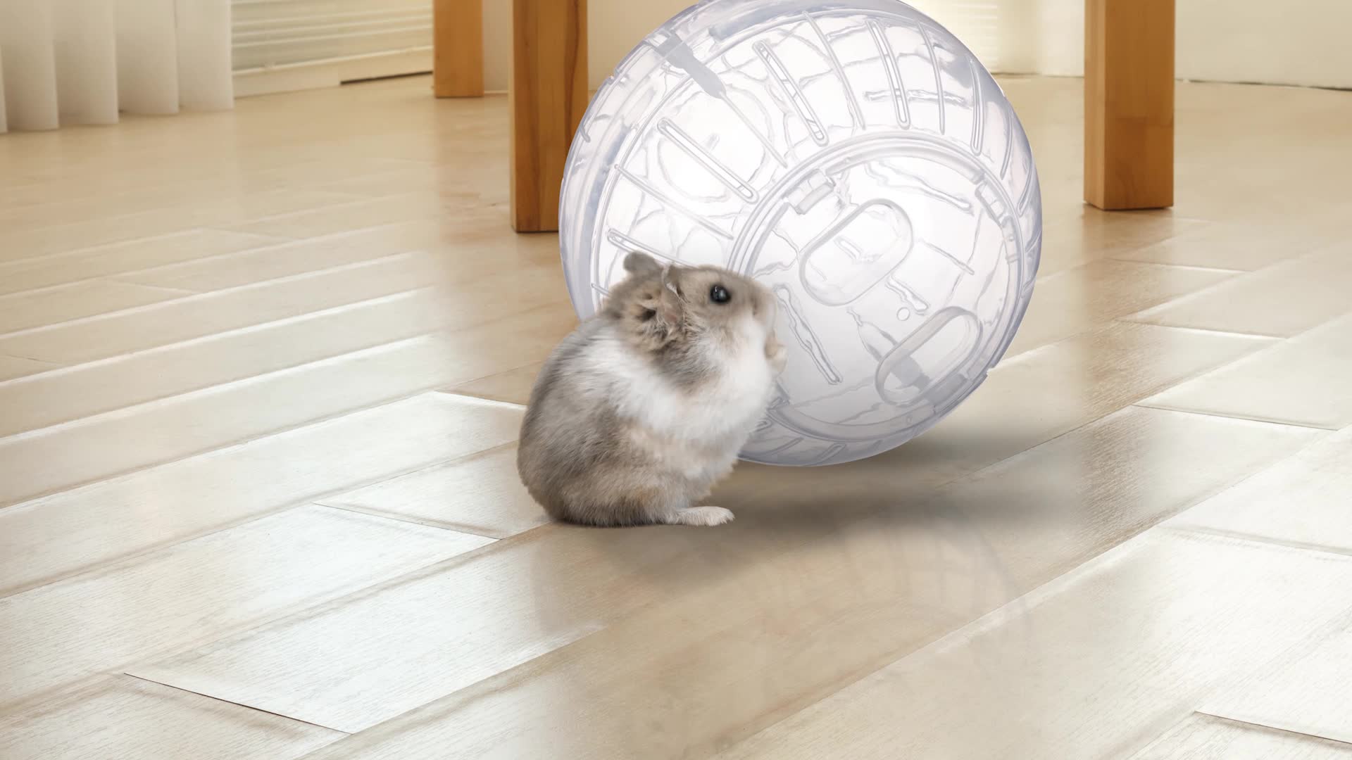 Relaxdays Hamsterball, Laufkugel für Hamster & Mäuse, Produktbild-Vorschau 7