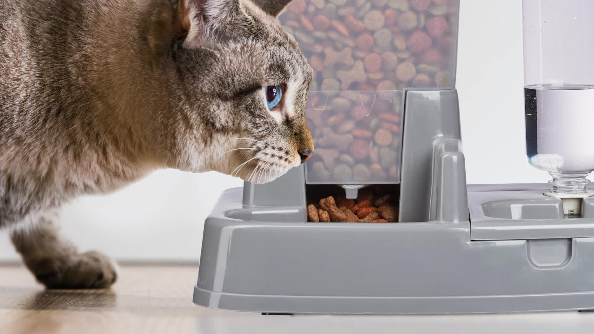 Relaxdays Wasser- und Futterspender, Futterautomat Katzen & Produktbild-Vorschau 7