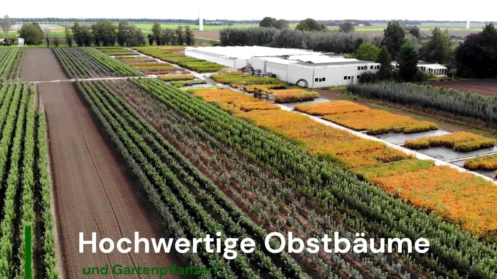Set mit 4 weißes Pampasgras – Cortaderia Selloana ‚White Produktbild-Vorschau 6