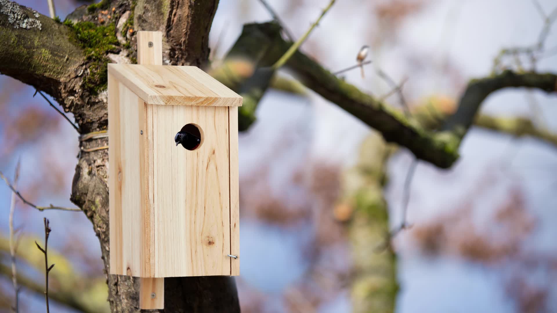Relaxdays Nistkasten, Nisthöhle für Vögel, zum Hängen, Produktbild-Vorschau 7