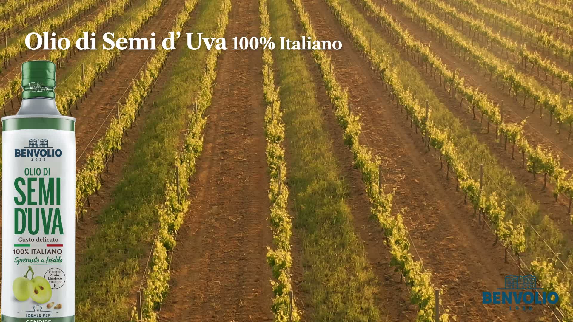 Benvolio 1938 Olio di Vinaccioli 100% Italiano 750ml – Olio Anteprima dell’immagine prodotto 7