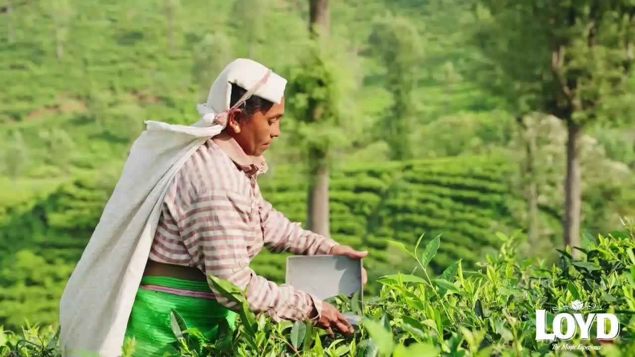 Loyd Yunnan Herbata Czarna Liściasta Chińska Głęboki Smak i Podgląd zdjęcia produktu 7