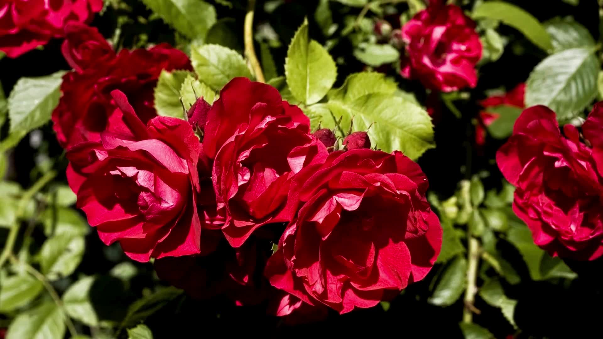 Floravera Premium  Kartoffelerde Blumenerde Pflanzerde 2 x Produktbild-Vorschau 5