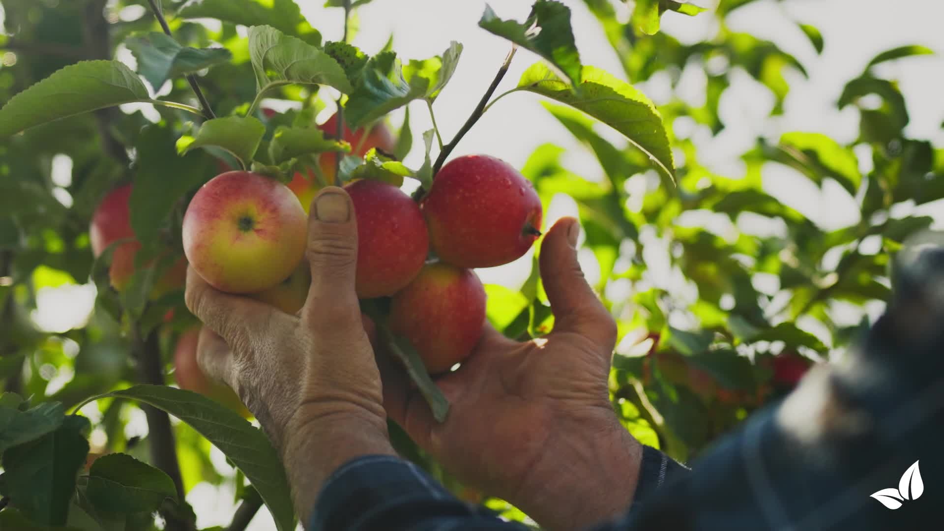 Nawóz organiczny z wełny owczej – granulat (5 kg na 50 m2) Podgląd zdjęcia produktu 7
