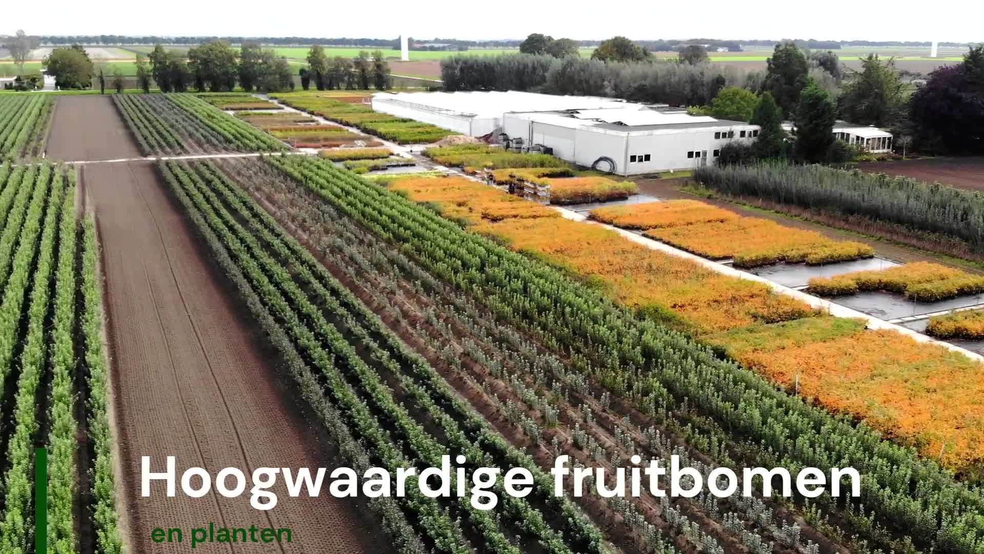 Set mit 3 Acer palmatum – Kompaktahorne – ‘Beni-Maiko’, Produktbild-Vorschau 5
