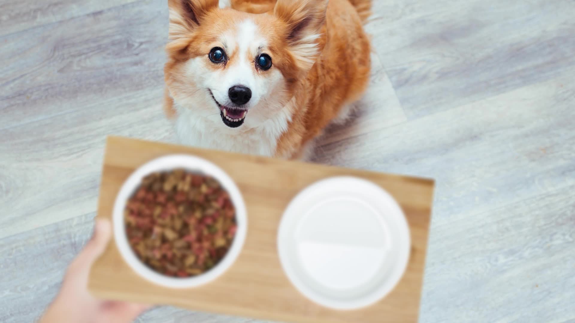 Relaxdays Doppelnapf, Katzen & kleine Hunde, 2 x Keramik Produktbild-Vorschau 7