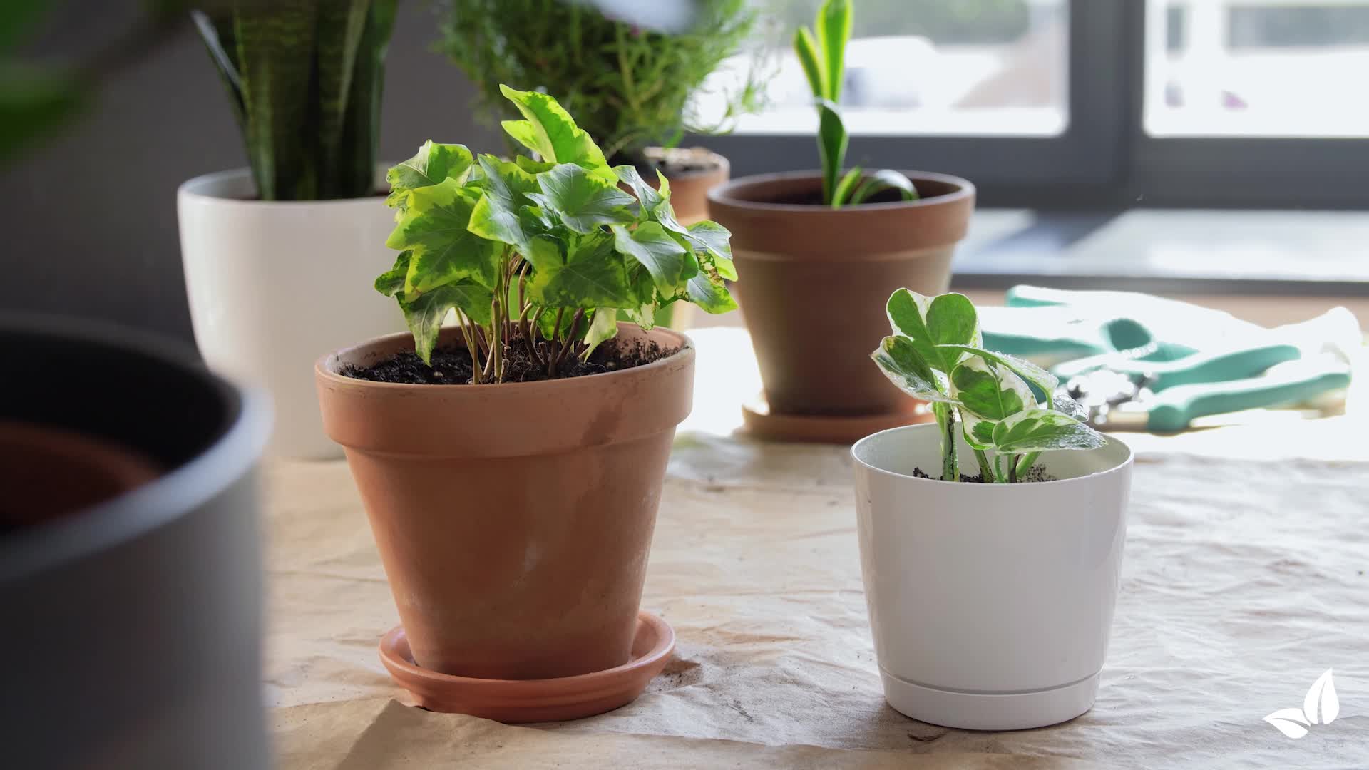 Wióry rogowe 1-6 mm Nawóz azotowy organiczny (5 kg na 50 Podgląd zdjęcia produktu 7