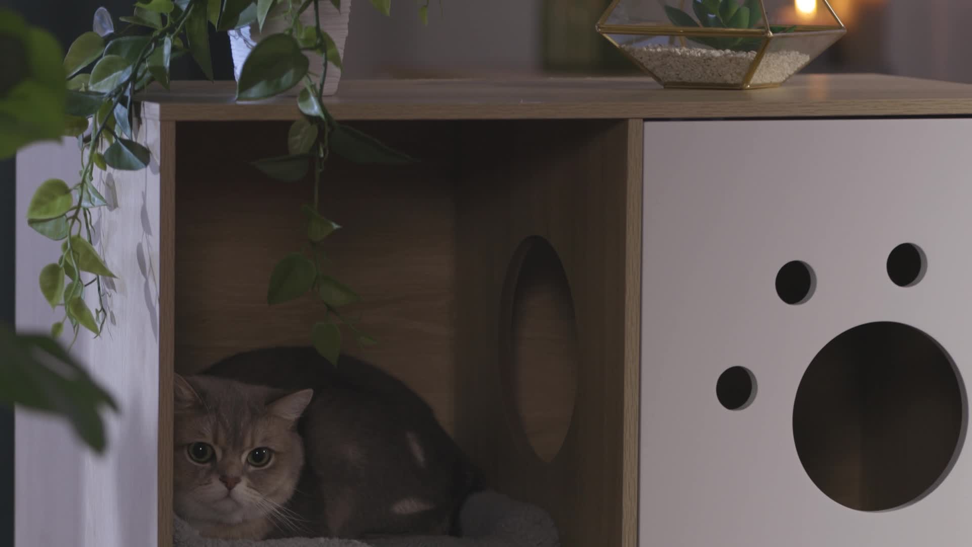 Relaxdays Hundetreppe 3 Stufen, Hunde & Katzen, HBT Produktbild-Vorschau 7