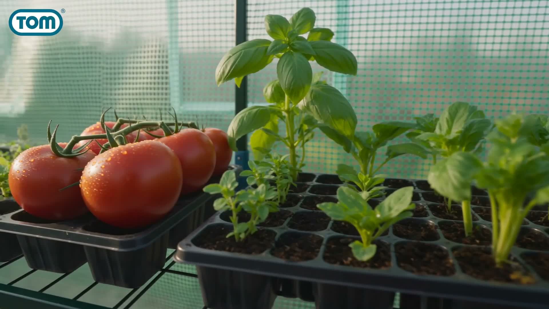 TOM Folien Gewächshaus | 2,4 m² | 140g/m² | Produktbild-Vorschau 7