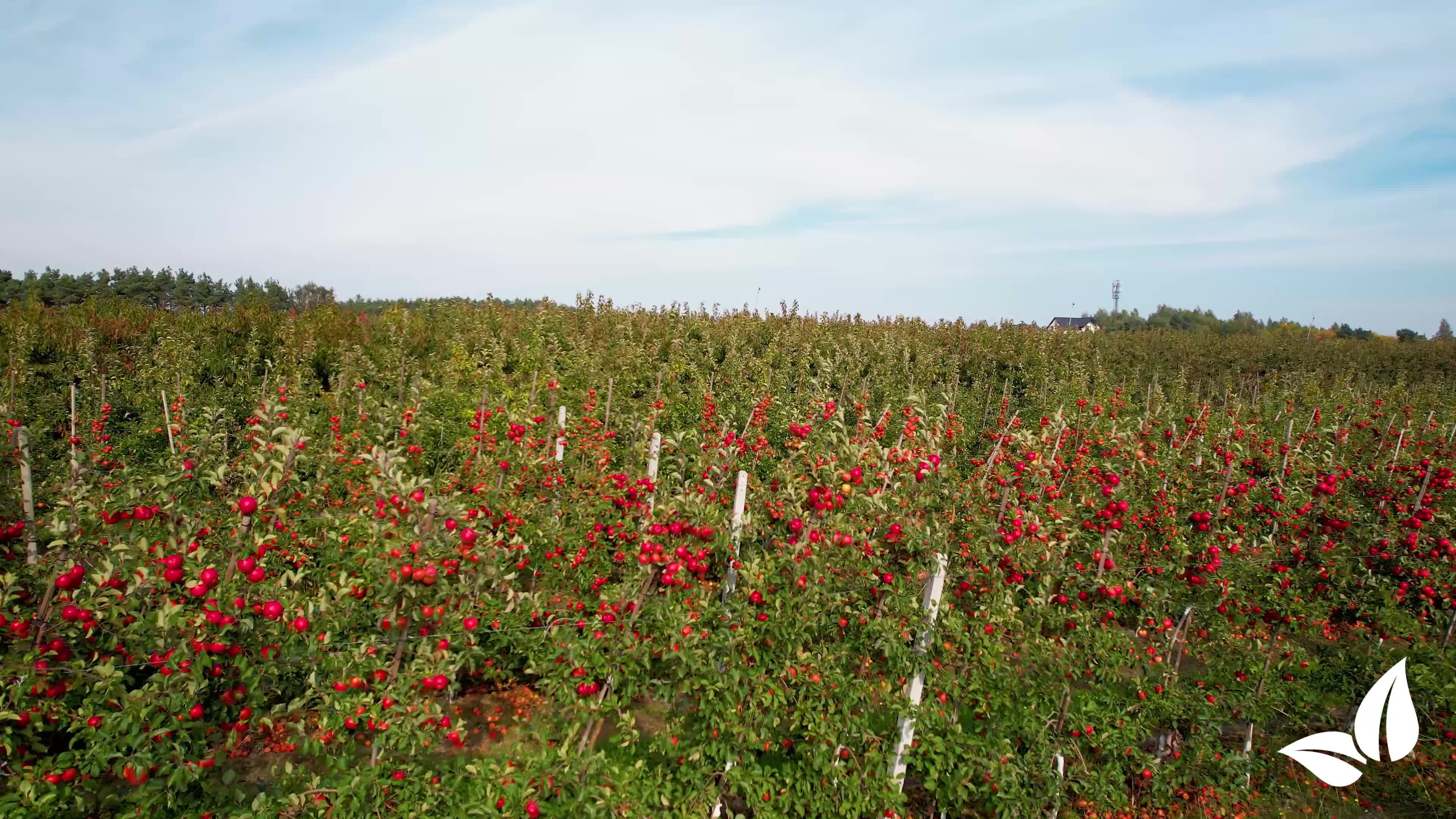 Hühnermist Pellets (10 kg für 100 m2) - Organifer Produktbild-Vorschau 7
